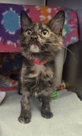 Found cat