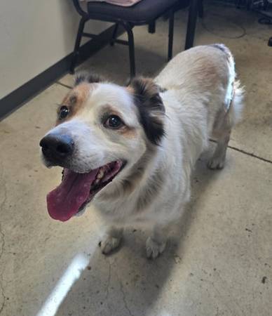 Found dog
