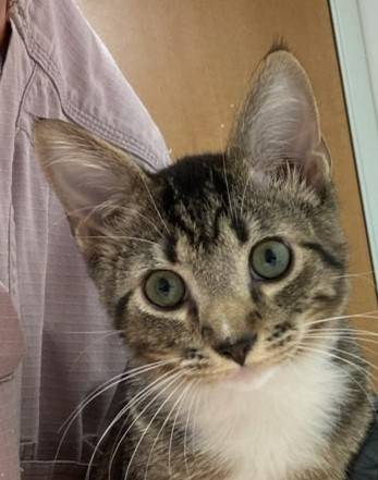 Found Cat in Oakridge