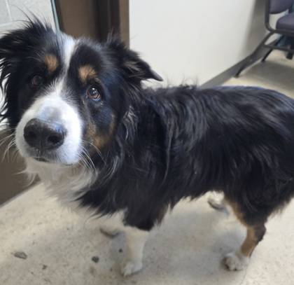 Found dog