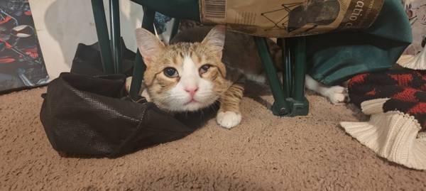 Lost Cat in Autzen Stadium