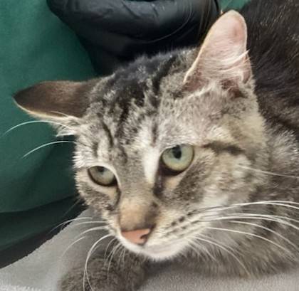 Found Cat in Swisshome