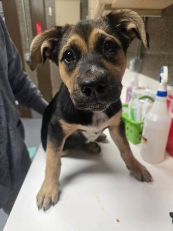 Found dog