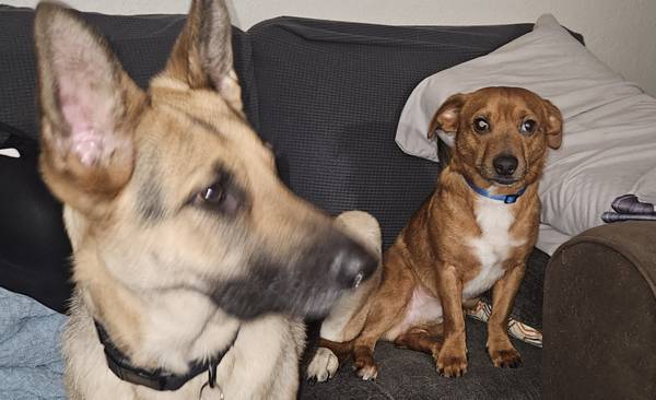 Lost dog