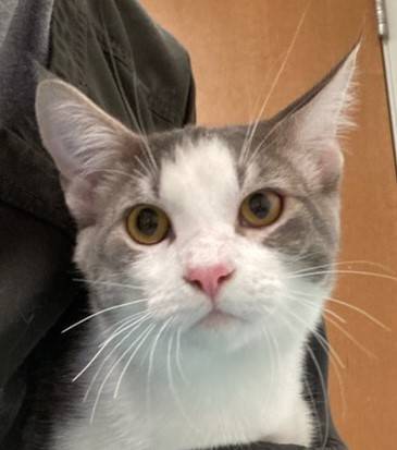 Found cat
