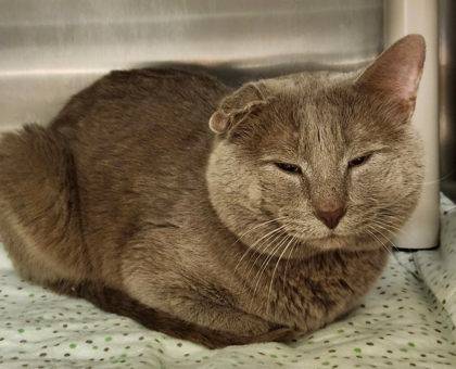 Found Cat in Fall Creek