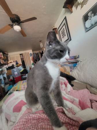 Lost cat