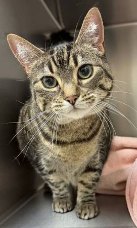 Found Cat in Creswell
