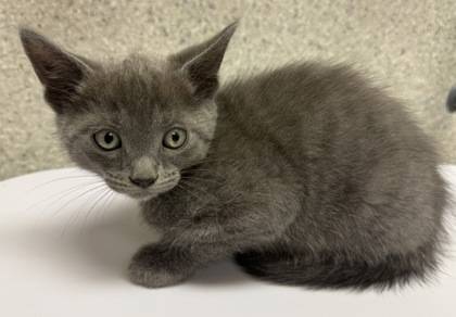 Found cat
