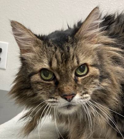 Found cat