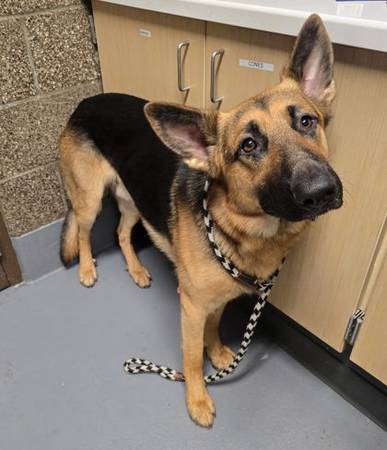 Found dog