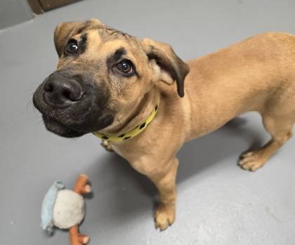 Found dog