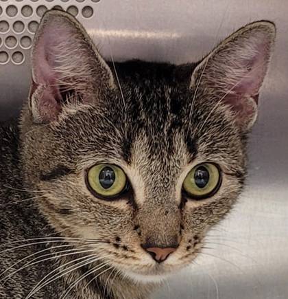 Found cat