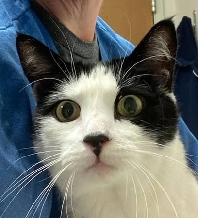 Found cat