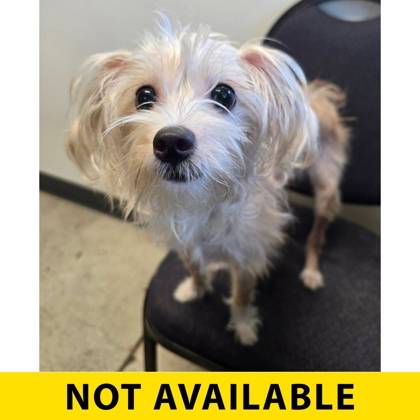 Found dog