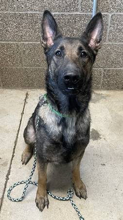 Found dog