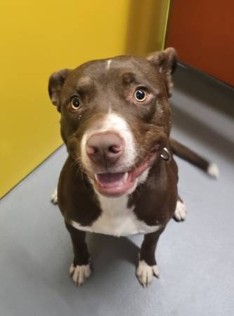 Found dog