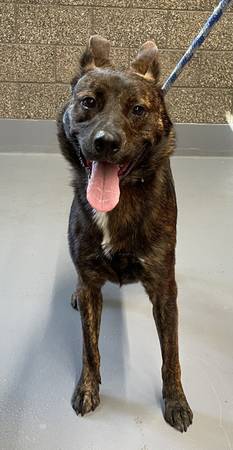Found dog