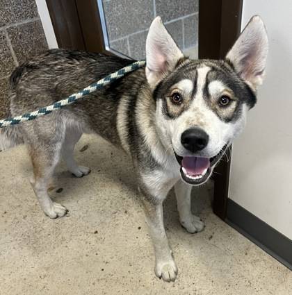 Found dog