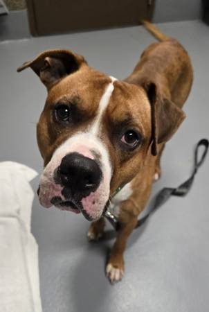 Found dog