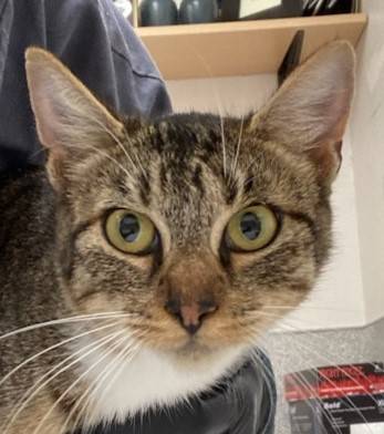 Found cat