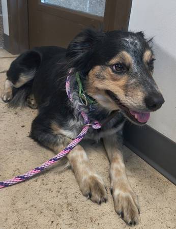 Found dog
