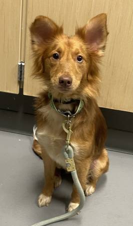 Found dog