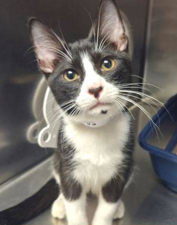 Found cat