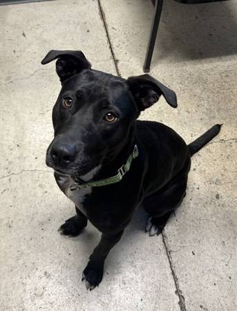 Found dog