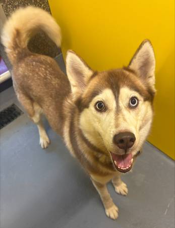 Found dog