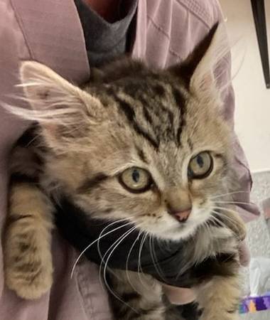 Found cat