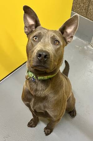 Found dog