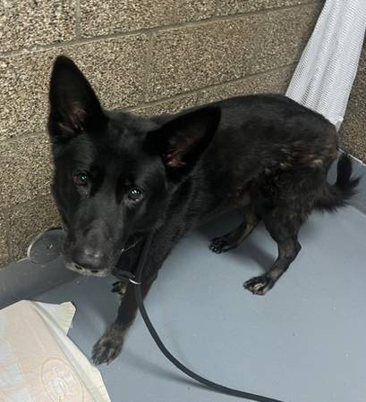 Found dog