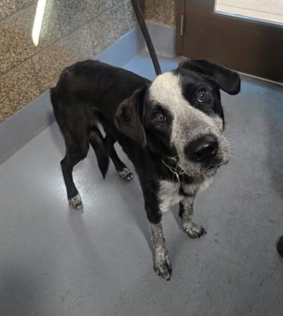 Found dog