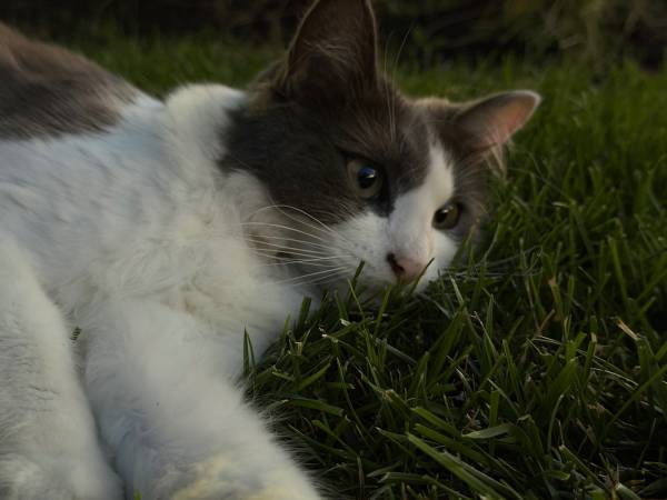 Found cat