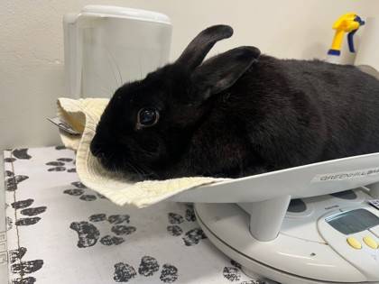 Found rabbit