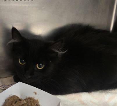 Found cat
