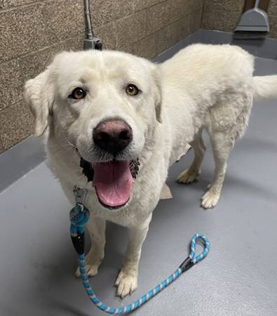 Found dog