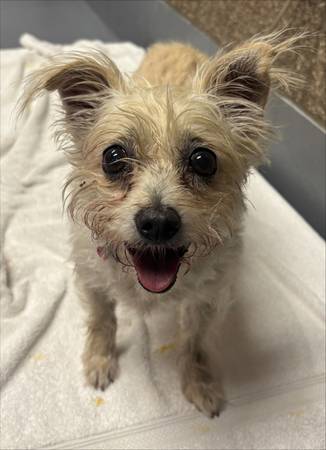 Found dog