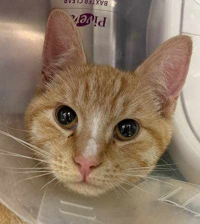 Found cat