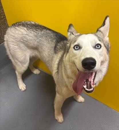 Found dog