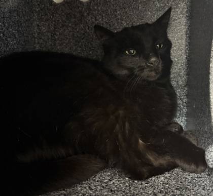 Found cat