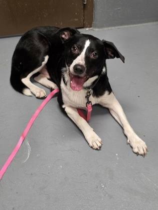 Found dog