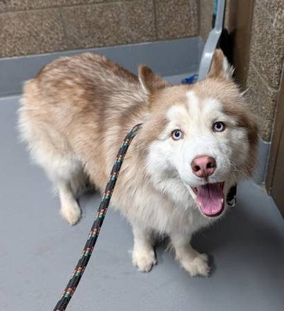 Found dog