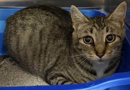 Found cat