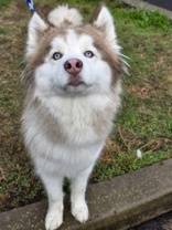 Found dog