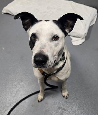 Found dog