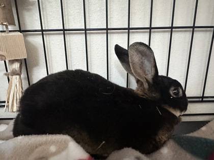 Found rabbit