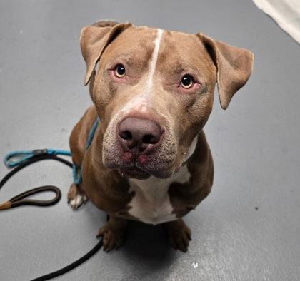 Found dog