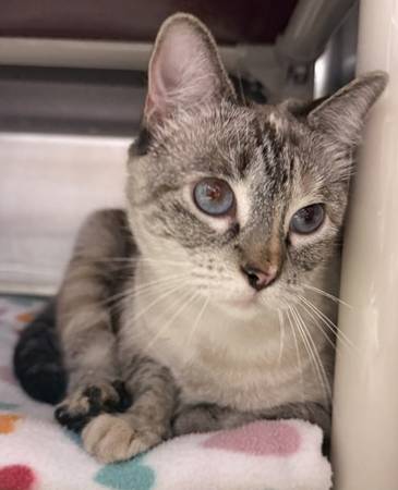 Found cat